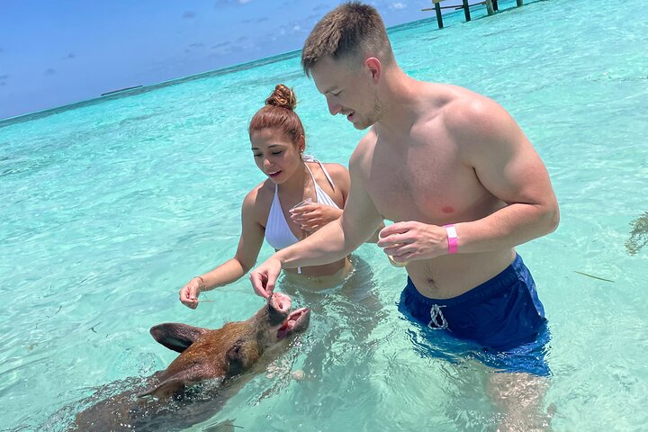 Nade com porcos e mergulhe com tartarugas num passeio de barco em Nassau, Bahamas, foto 10 | wizardtrip