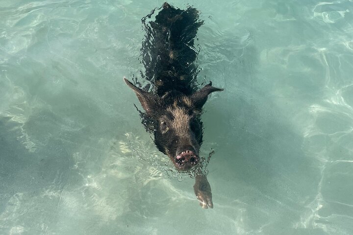 Nade com porcos e mergulhe com tartarugas num passeio de barco em Nassau, Bahamas, foto 12 | wizardtrip