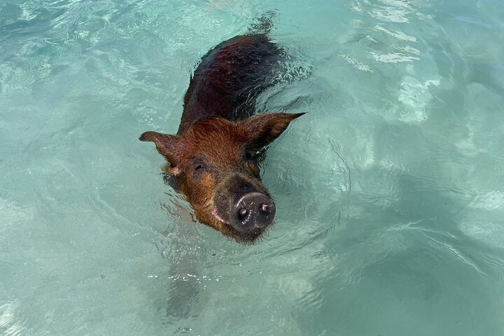 Nade com porcos e mergulhe com tartarugas num passeio de barco em Nassau, Bahamas, foto 14 | wizardtrip