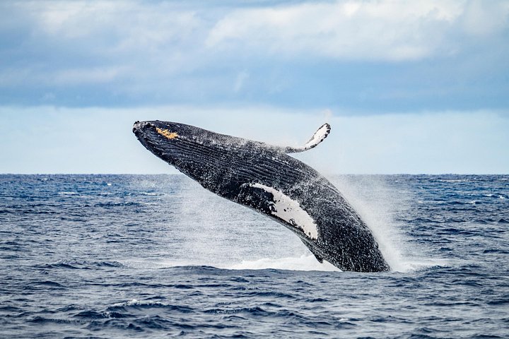 Disfruta de un lujoso crucero con cena al atardecer por la costa de Maui a bordo de un catamarán, foto 14 | wizardtrip