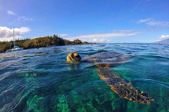 カアナパリビーチ発マウイ島の午後のシュノーケルボートツアー。シュノーケリング、ウミガメ、軽食が含まれます、写真8 | wizardtrip