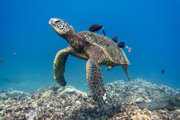 カアナパリビーチ発マウイ島の午後のシュノーケルボートツアー。シュノーケリング、ウミガメ、軽食が含まれます、写真13 | wizardtrip