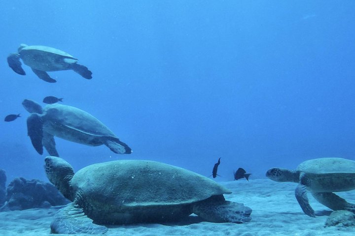 Aventura de snorkel desde Ka'anapali Beach, Maui, con tortugas y vida marina, foto 6 | wizardtrip