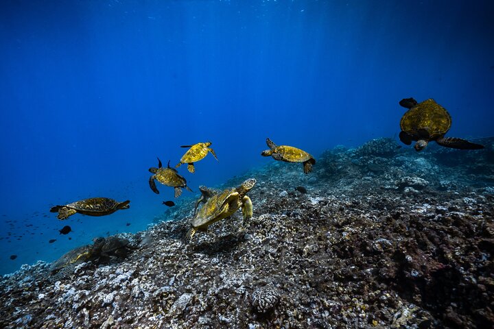 Aventura de snorkel desde Ka'anapali Beach, Maui, con tortugas y vida marina, foto 9 | wizardtrip