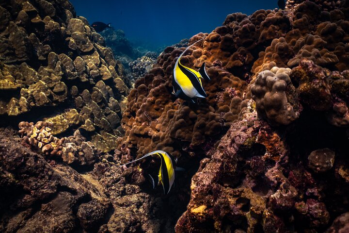 Aventura de snorkel desde Ka'anapali Beach, Maui, con tortugas y vida marina, foto 11 | wizardtrip