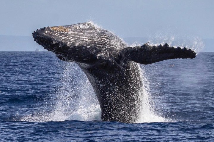 Walbeobachtungskreuzfahrt vor Maui mit offener Bar und Naturführer, Foto 6 | wizardtrip