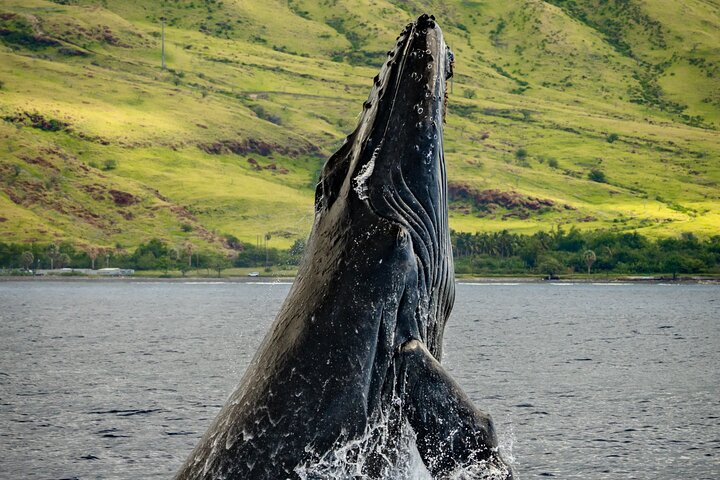 Walbeobachtungskreuzfahrt vor Maui mit offener Bar und Naturführer, Foto 9 | wizardtrip