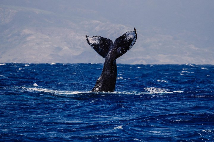 Walbeobachtungskreuzfahrt vor Maui mit offener Bar und Naturführer, Foto 10 | wizardtrip