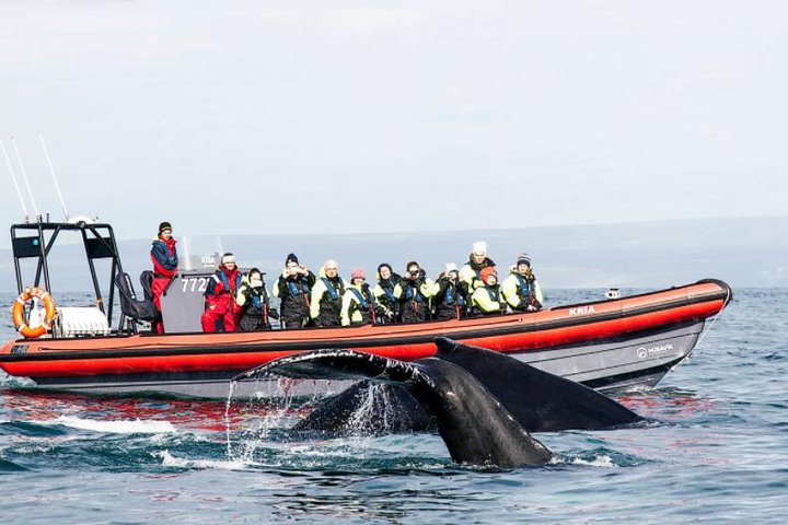 Excursion Grand Dauphin & Macareux en bateau semi-rigide depuis Húsavík | wizardtrip