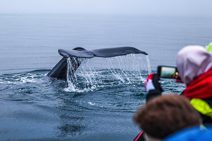 Excursion d'observation des baleines et des macareux en bateau semi-rigide depuis Húsavík, Islande, photo 8 | wizardtrip