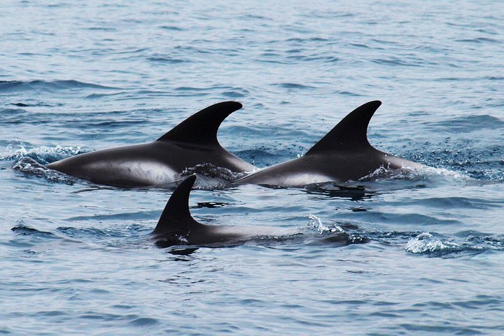 Excursion d'observation des baleines et des macareux en bateau semi-rigide depuis Húsavík, Islande, photo 9 | wizardtrip