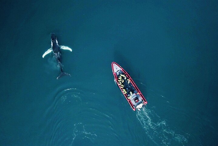 Excursion d'observation des baleines et des macareux en bateau semi-rigide depuis Húsavík, Islande, photo 10 | wizardtrip