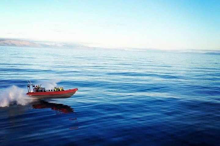Excursion d'observation des baleines et des macareux en bateau semi-rigide depuis Húsavík, Islande, photo 12 | wizardtrip