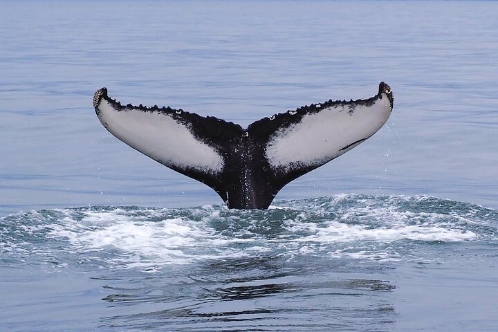 Excursion d'observation des baleines et des macareux en bateau semi-rigide depuis Húsavík, Islande, photo 13 | wizardtrip