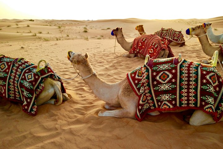 Safari désert de Dubaï exaltant avec dune bashing, quad, balades à dos de dromadaire et dîner BBQ, photo 7 | wizardtrip