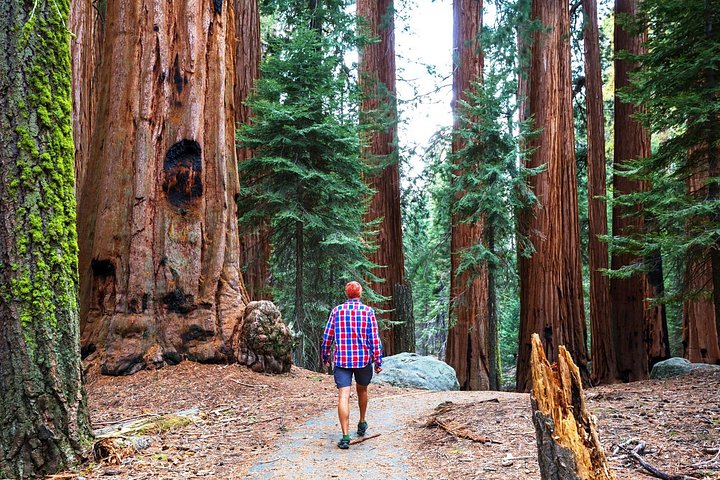 En naturskøn 2-dages guidet tur i Yosemite National Park fra San Francisco med vandfald, kæmpetræer og fantastiske udsigtspunkter, foto 10 | wizardtrip