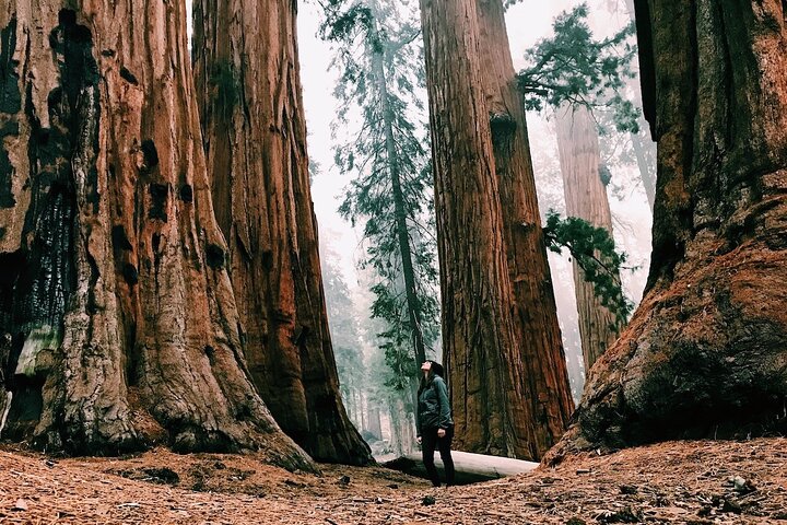 En naturskøn 2-dages guidet tur i Yosemite National Park fra San Francisco med vandfald, kæmpetræer og fantastiske udsigtspunkter, foto 15 | wizardtrip