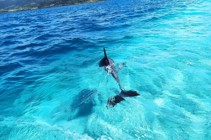 Speedboot tour van Mauritius eilanden met BBQ lunch en dolfijnen spotten, foto 5 | wizardtrip
