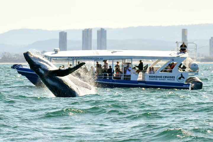 Croisière d'observation des baleines sur la Gold Coast | wizardtrip