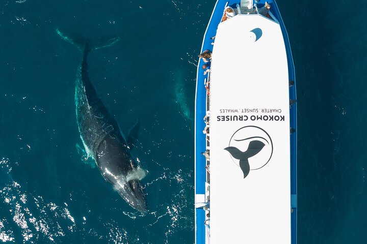 Opplev spennende hvalsafari-cruise på Gold Coast ombord på et raskt, moderne fartøy, foto 8 | wizardtrip
