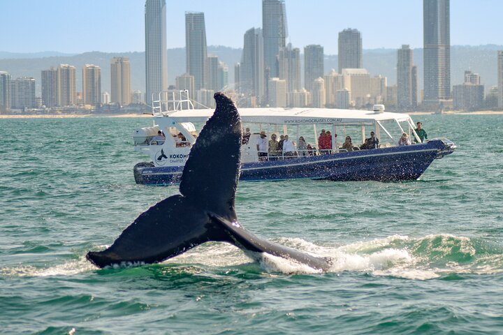 Opplev spennende hvalsafari-cruise på Gold Coast ombord på et raskt, moderne fartøy, foto 10 | wizardtrip