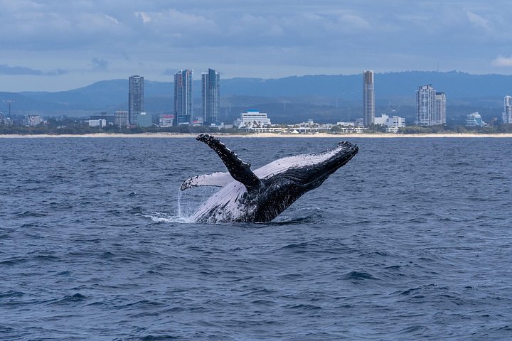 Opplev spennende hvalsafari-cruise på Gold Coast ombord på et raskt, moderne fartøy, foto 11 | wizardtrip