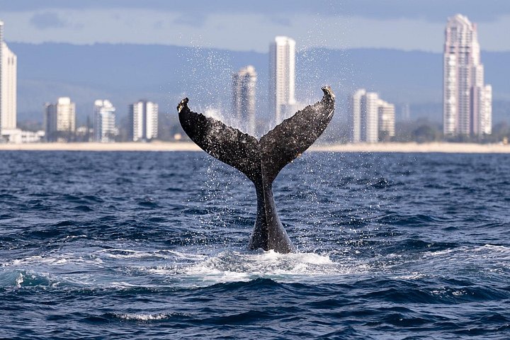 Opplev spennende hvalsafari-cruise på Gold Coast ombord på et raskt, moderne fartøy, foto 12 | wizardtrip