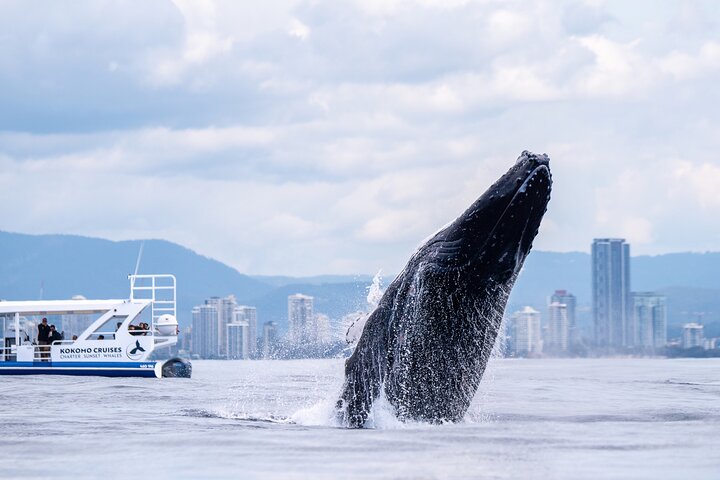 Opplev spennende hvalsafari-cruise på Gold Coast ombord på et raskt, moderne fartøy, foto 14 | wizardtrip