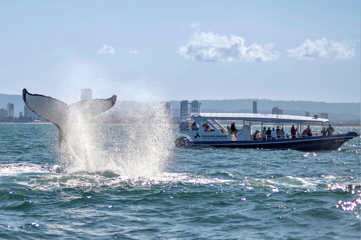 Opplev spennende hvalsafari-cruise på Gold Coast ombord på et raskt, moderne fartøy, foto 16 | wizardtrip