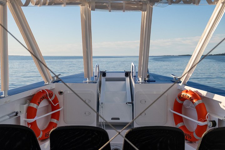 Opplev spennende hvalsafari-cruise på Gold Coast ombord på et raskt, moderne fartøy, foto 18 | wizardtrip