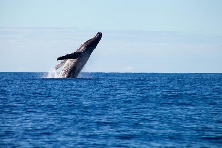 Opplev spennende hvalsafari-cruise på Gold Coast ombord på et raskt, moderne fartøy, foto 20 | wizardtrip