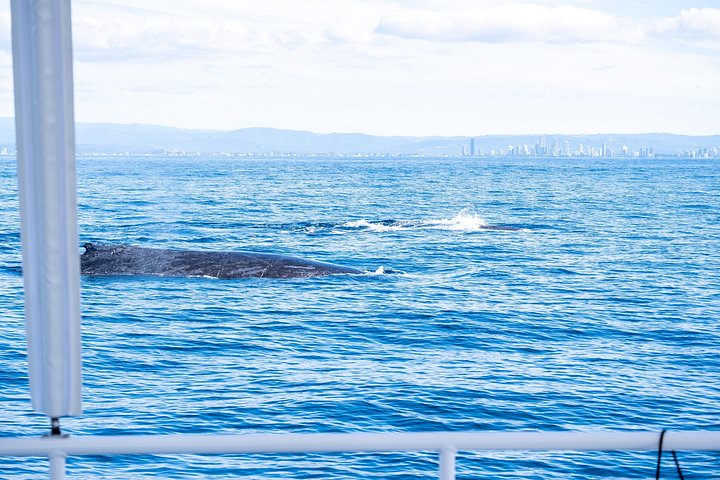 Opplev spennende hvalsafari-cruise på Gold Coast ombord på et raskt, moderne fartøy, foto 21 | wizardtrip