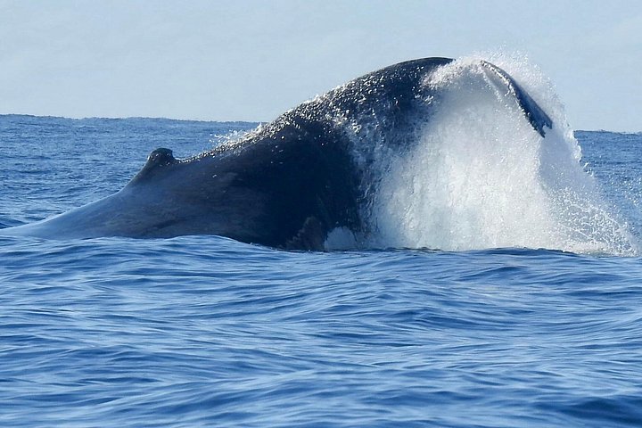 Opplev spennende hvalsafari-cruise på Gold Coast ombord på et raskt, moderne fartøy, foto 25 | wizardtrip