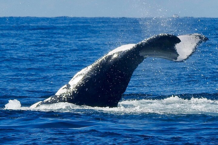 Opplev spennende hvalsafari-cruise på Gold Coast ombord på et raskt, moderne fartøy, foto 26 | wizardtrip