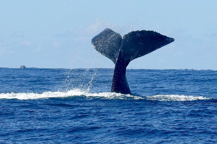 Opplev spennende hvalsafari-cruise på Gold Coast ombord på et raskt, moderne fartøy, foto 27 | wizardtrip