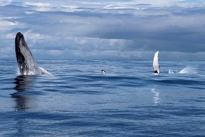Opplev spennende hvalsafari-cruise på Gold Coast ombord på et raskt, moderne fartøy, foto 29 | wizardtrip