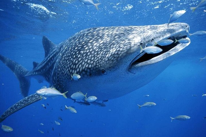 Excursion en petit groupe avec requins-baleines à Cancun et Riviera Maya | wizardtrip