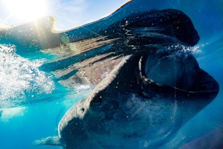 Snorkling med hvalhajer i Cancun, Mexico, foto 6 | wizardtrip