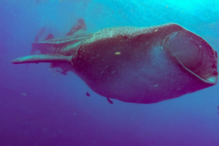 Snorkling med hvalhajer i Cancun, Mexico, foto 7 | wizardtrip