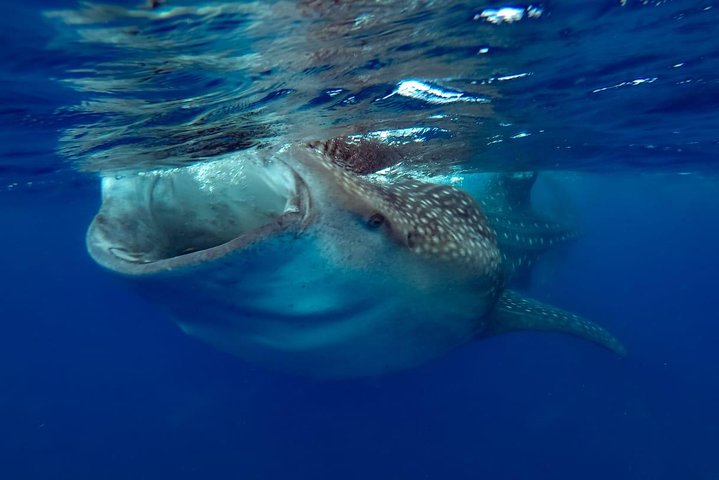 Snorkling med hvalhajer i Cancun, Mexico, foto 8 | wizardtrip