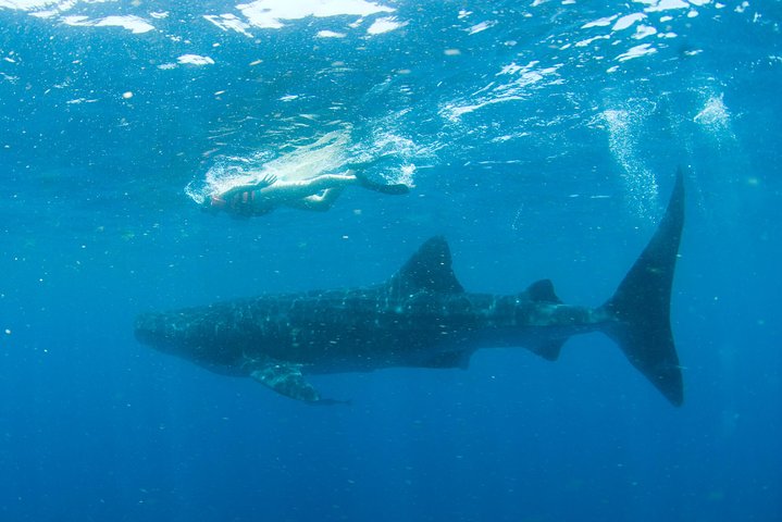 Snorkling med hvalhajer i Cancun, Mexico, foto 9 | wizardtrip