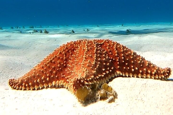 Tour de plongée avec tuba au sanctuaire de tortues de Cozumel | wizardtrip