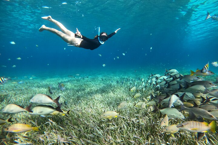 Snorklingstur i Cozumel, Mexiko, med havssköldpaddor och sjöstjärnor, foto 8 | wizardtrip