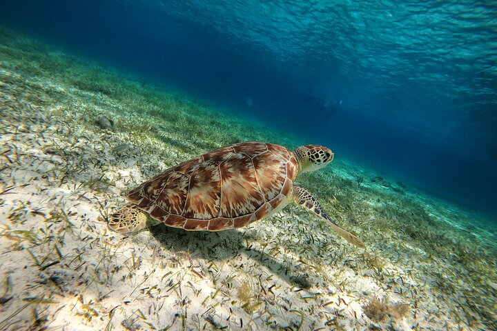 Snorklingstur i Cozumel, Mexiko, med havssköldpaddor och sjöstjärnor, foto 9 | wizardtrip