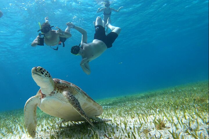 Snorklingstur i Cozumel, Mexiko, med havssköldpaddor och sjöstjärnor, foto 10 | wizardtrip