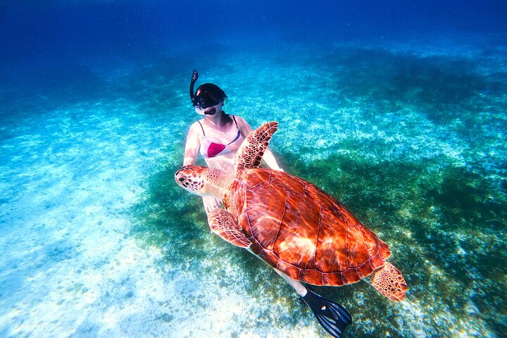 Snorklingstur i Cozumel, Mexiko, med havssköldpaddor och sjöstjärnor, foto 12 | wizardtrip