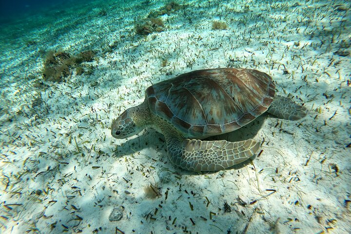 Snorklingstur i Cozumel, Mexiko, med havssköldpaddor och sjöstjärnor, foto 13 | wizardtrip