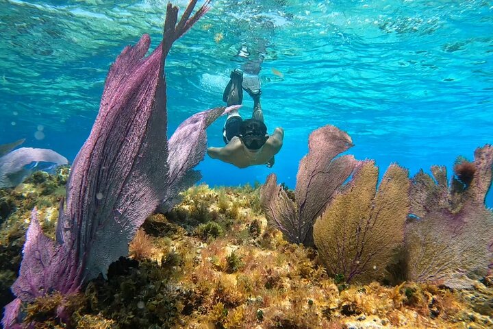 Snorklingstur i Cozumel, Mexiko, med havssköldpaddor och sjöstjärnor, foto 14 | wizardtrip