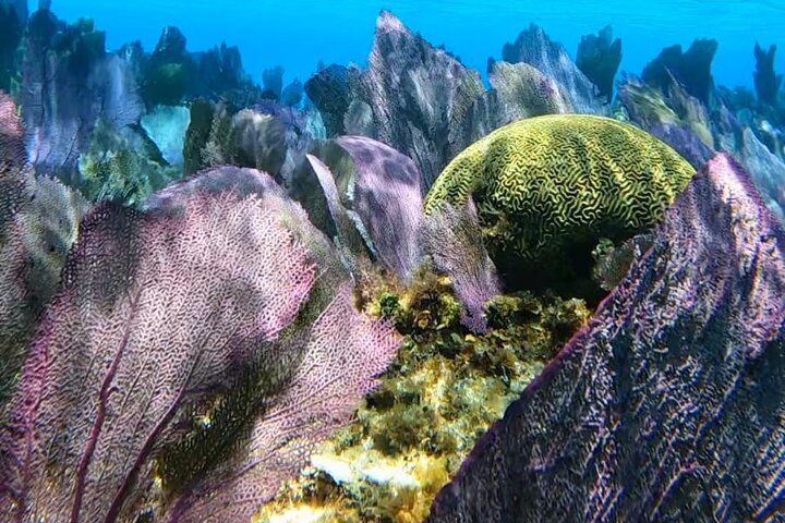 Snorklingstur i Cozumel, Mexiko, med havssköldpaddor och sjöstjärnor, foto 18 | wizardtrip