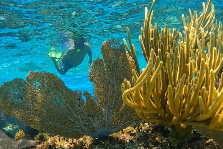 Snorklingstur i Cozumel, Mexiko, med havssköldpaddor och sjöstjärnor, foto 19 | wizardtrip